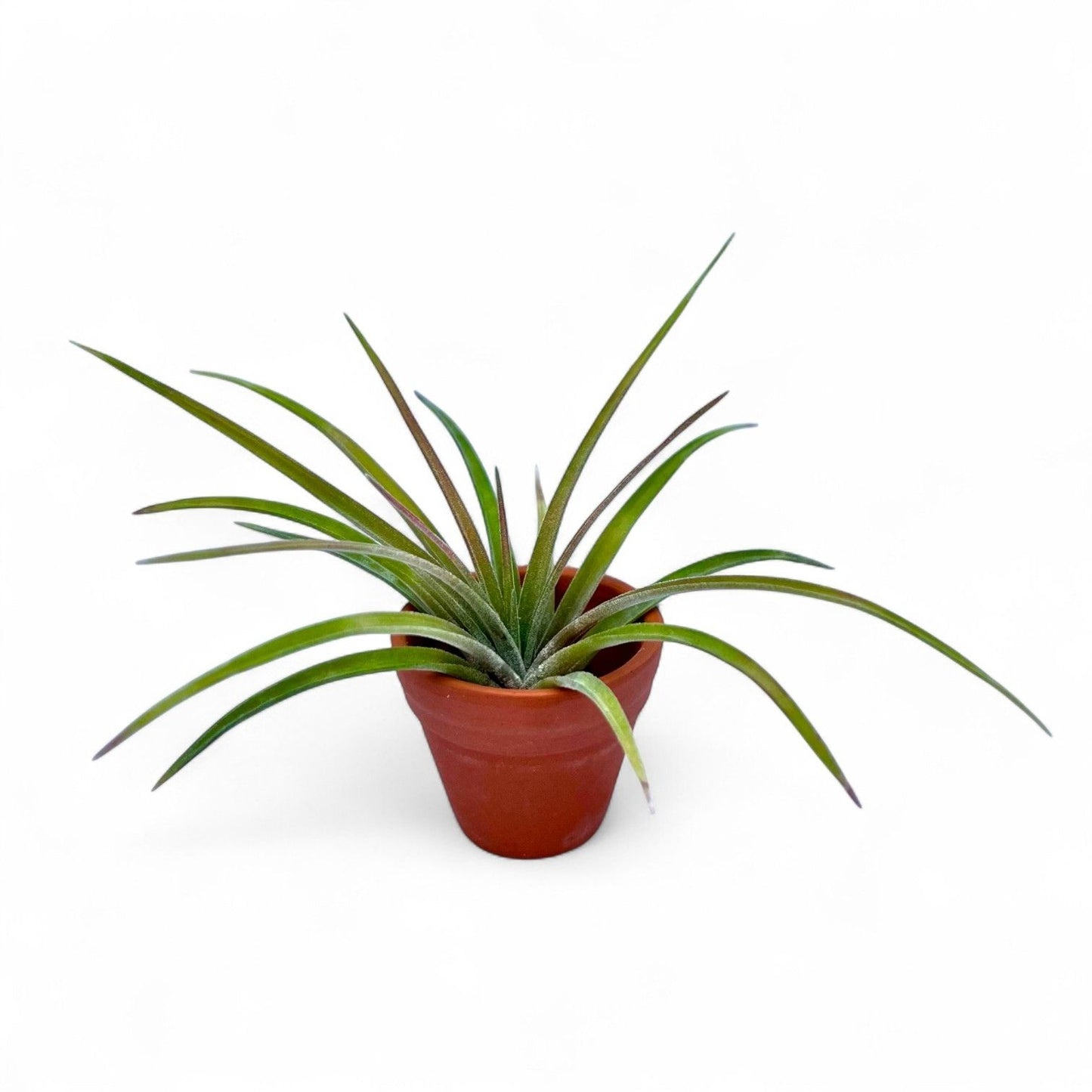 Mini Terracotta pot air plant display