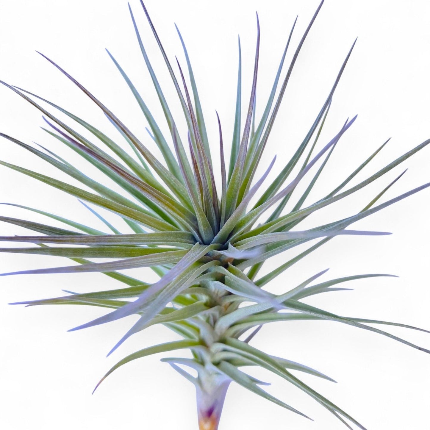 Tillandsia Araujei Purple Star