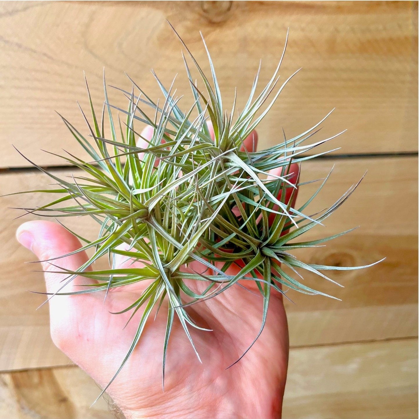 Tillandsia Araujei Purple Star Air Plant Clump