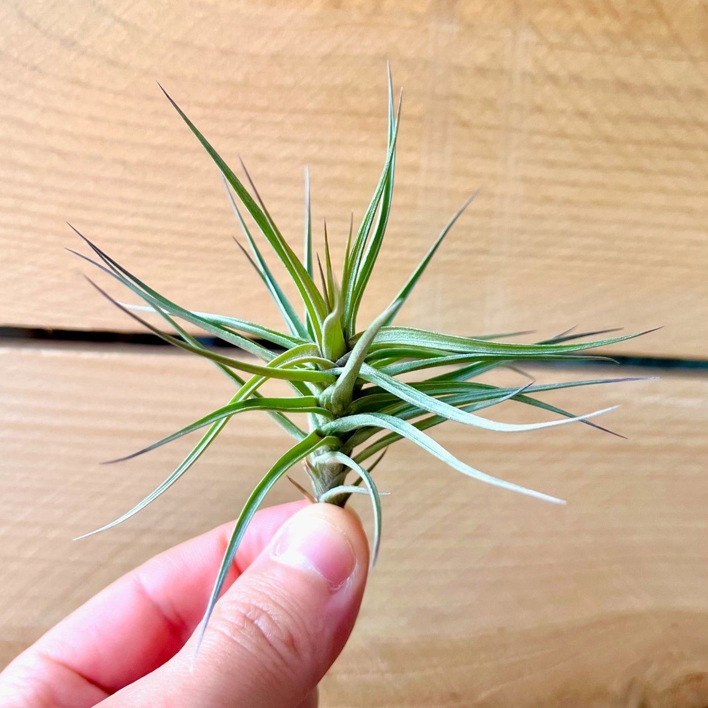 Tillandsia Araujei Purple Star