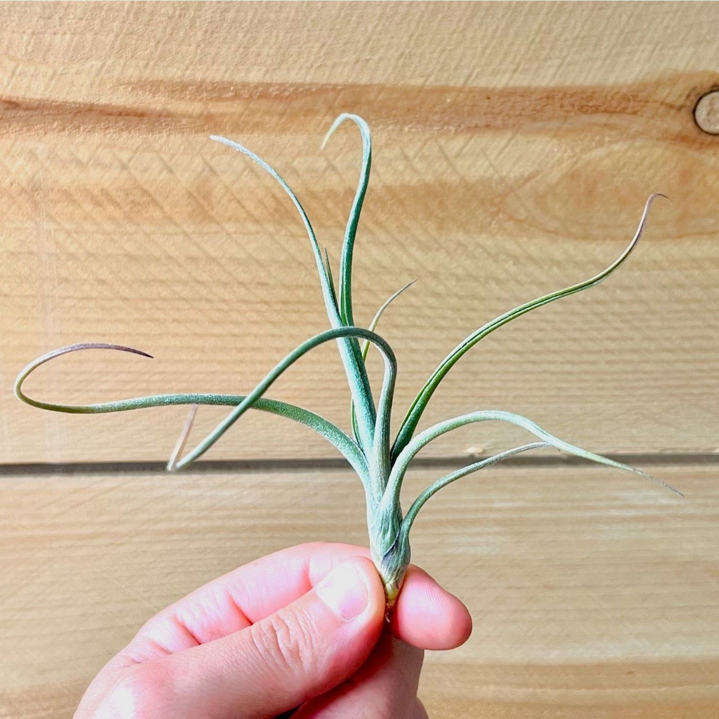 Tillandsia Baileyi