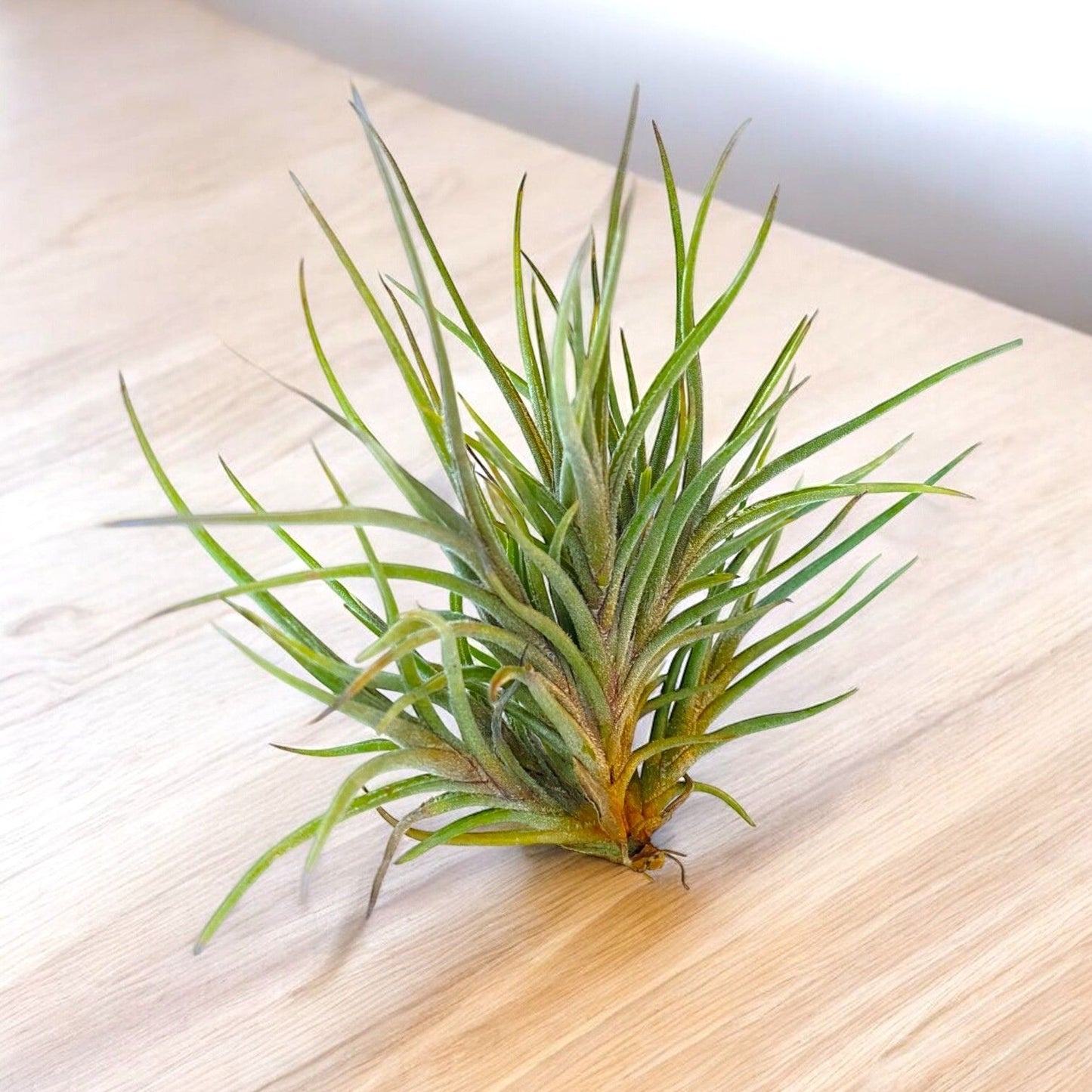 Tillandsia Bandensis (Clump)