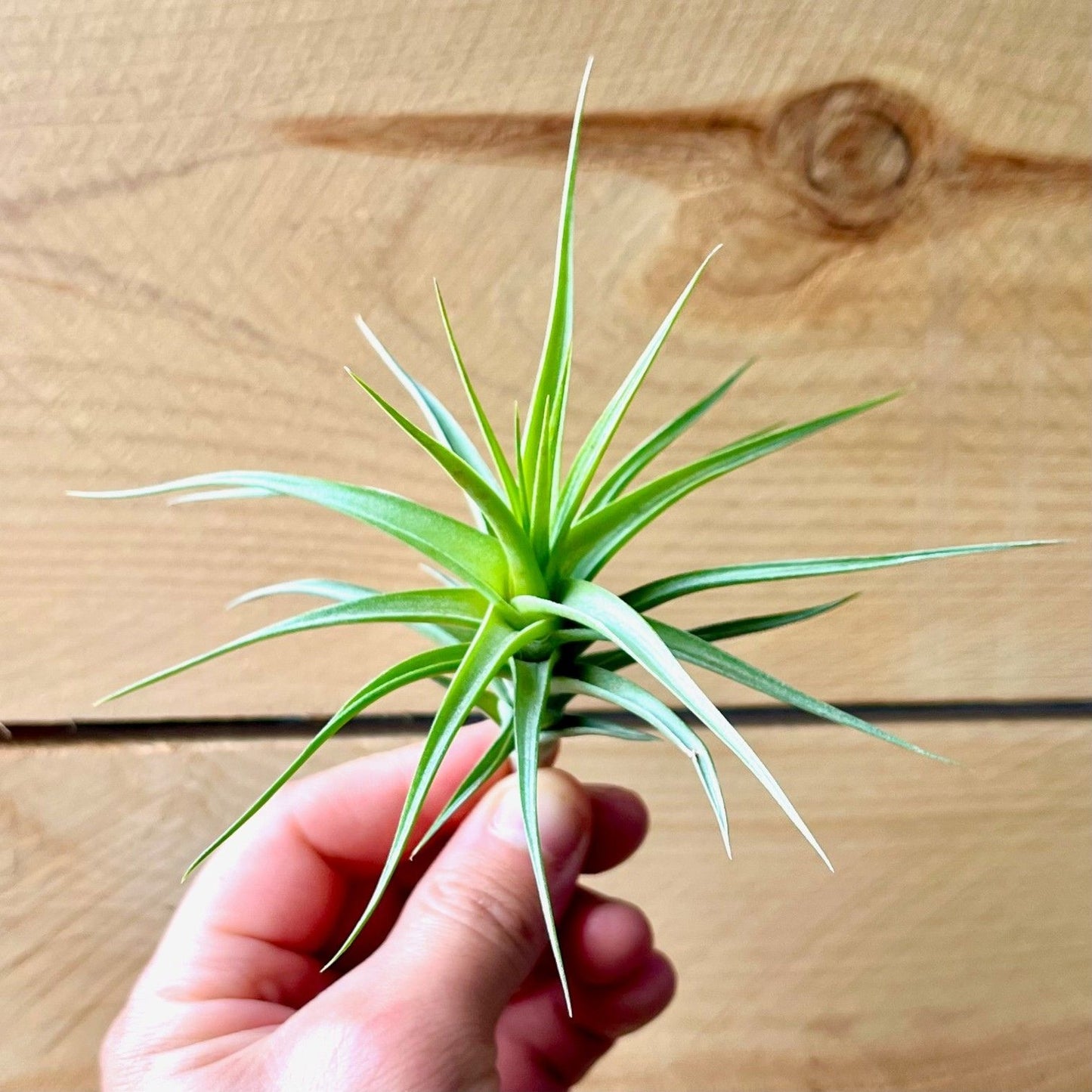 Tillandsia Bergeri