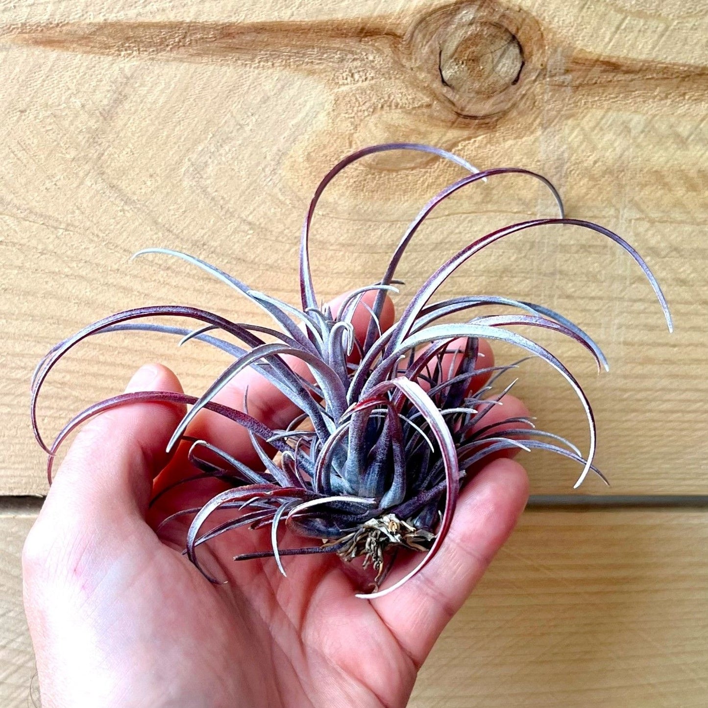 Tillandsia Capitata v. Domingensis