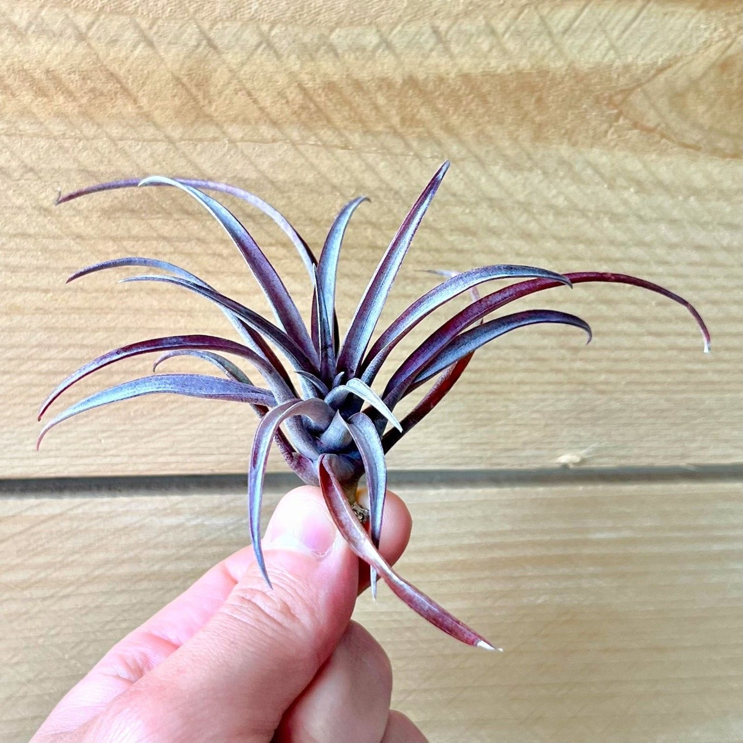 Tillandsia Capitata v. Domingensis