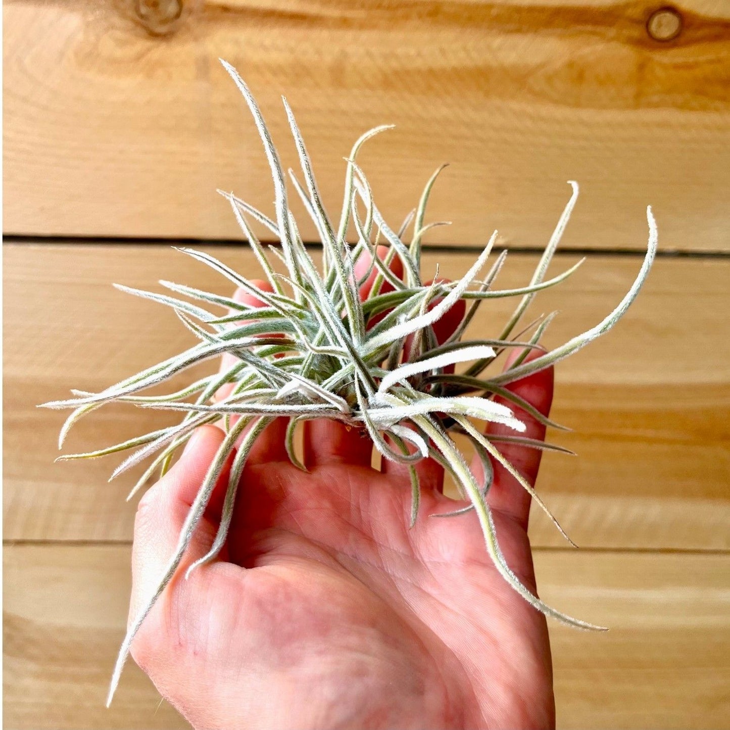 Tillandsia Crocata (Clump) *Fragrant Bloom*