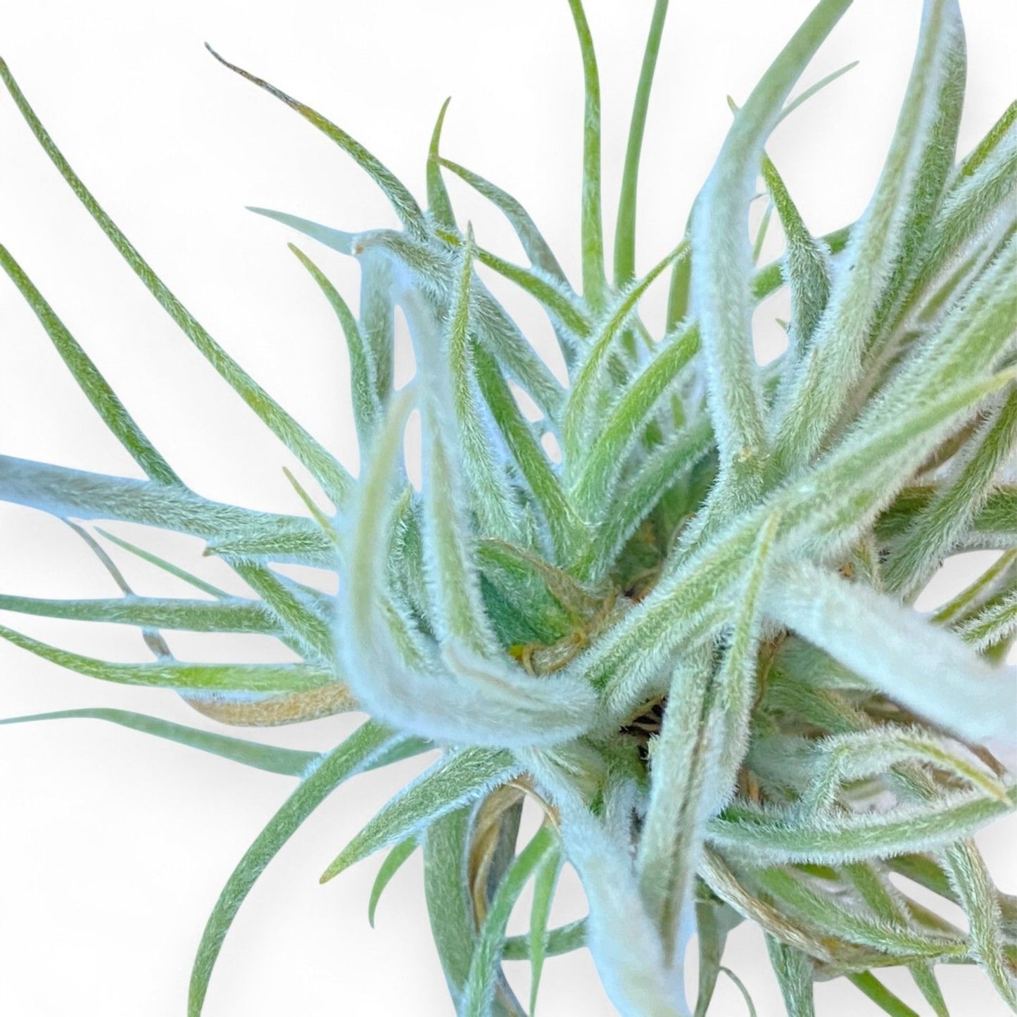 Tillandsia Crocata (Clump) *Fragrant Bloom*