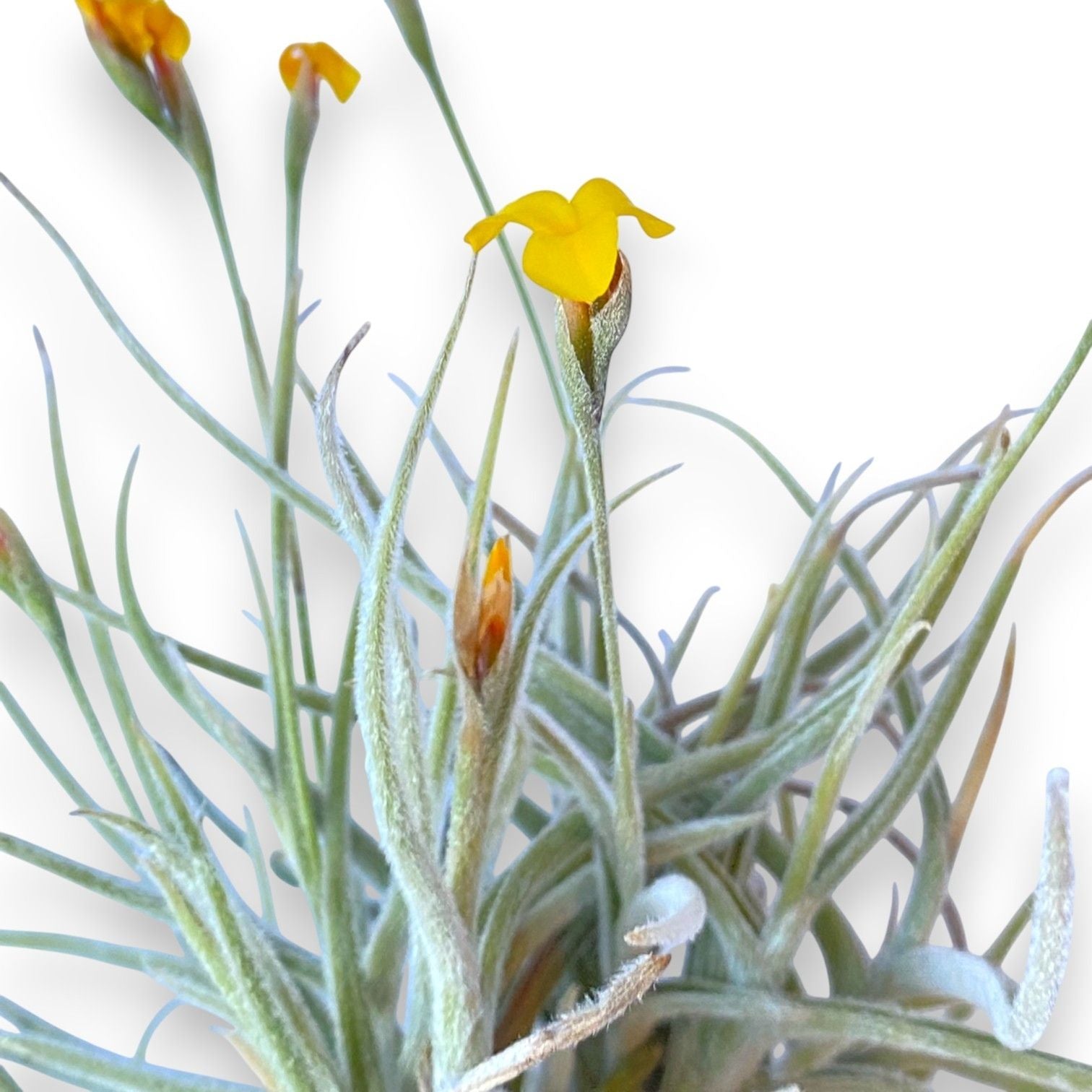fragrant air plants Tillandsia Crocata (Clump)
