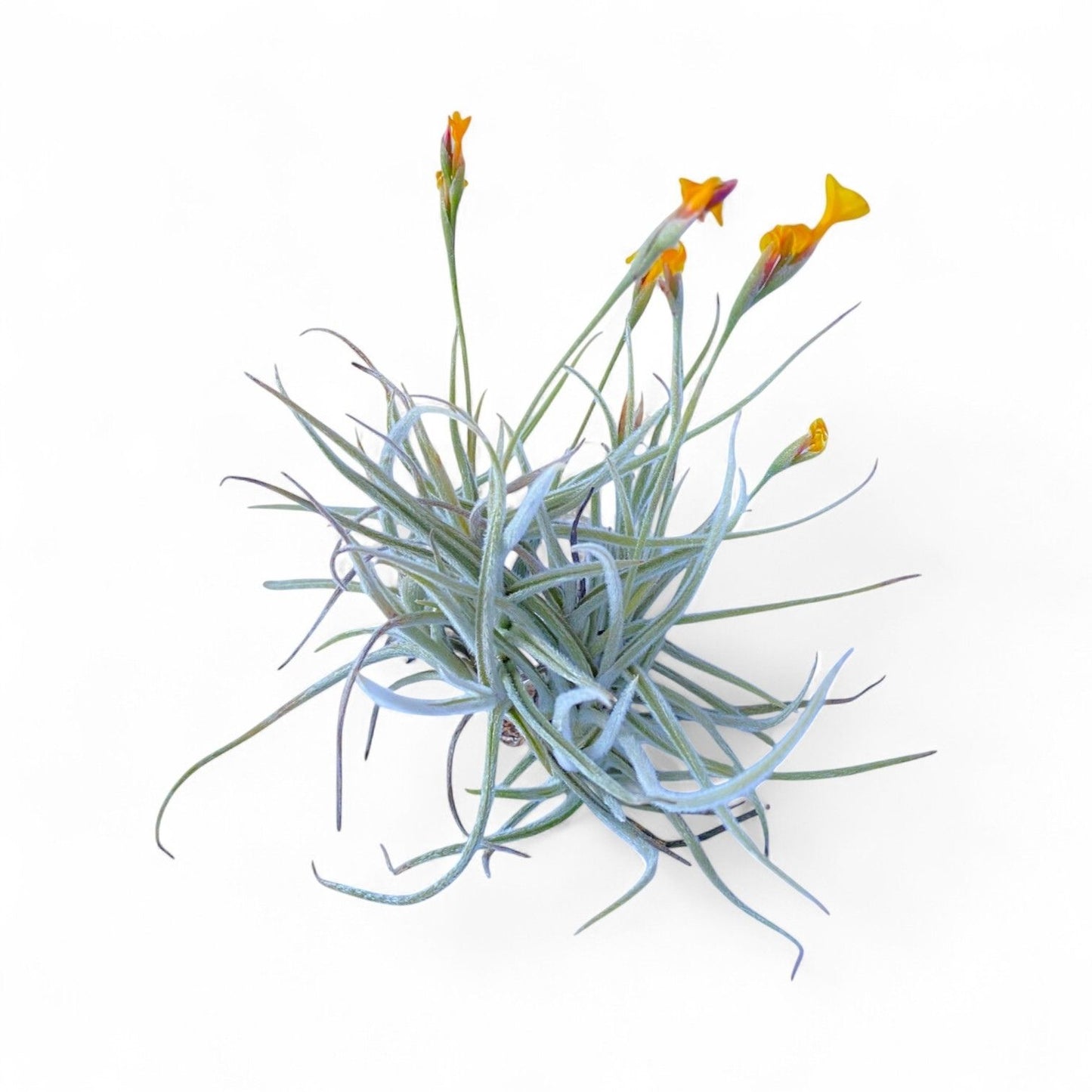 Tillandsia Crocata (Clump) *Fragrant Bloom*