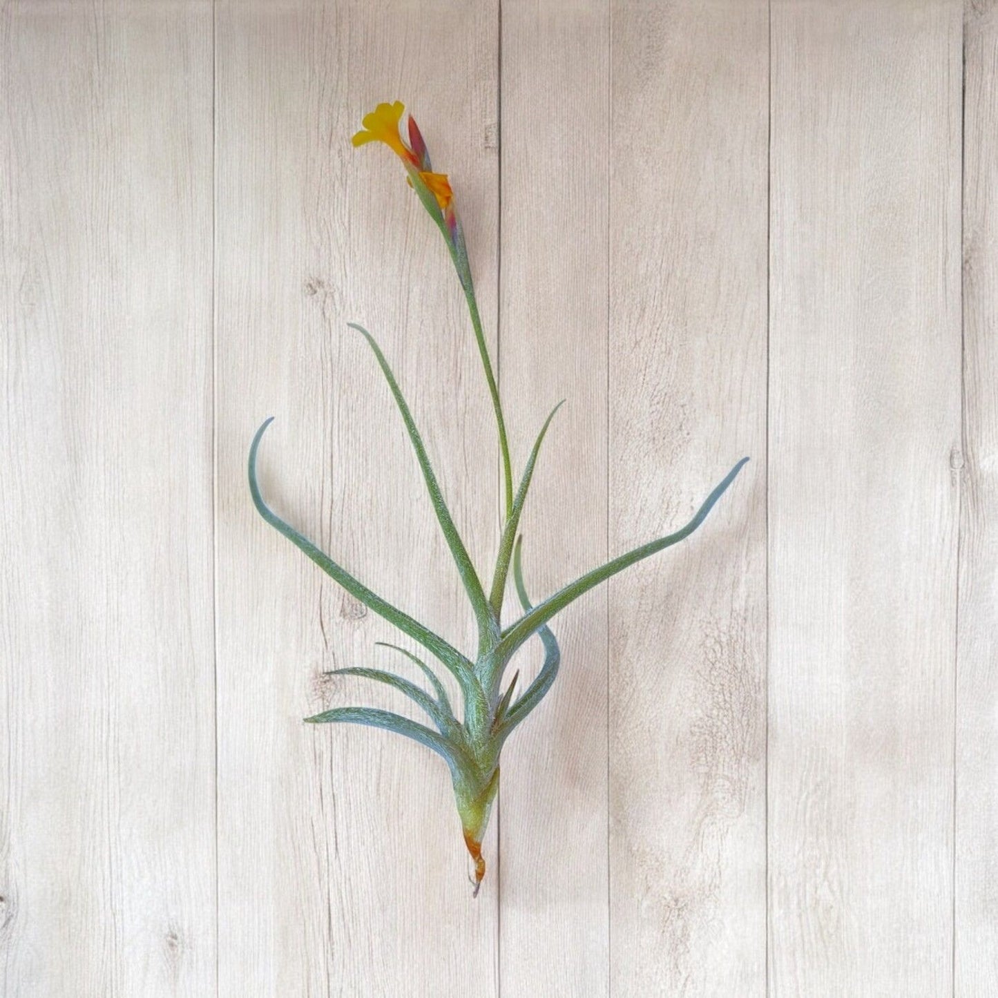 Tillandsia Crocata *Fragrant Bloom*