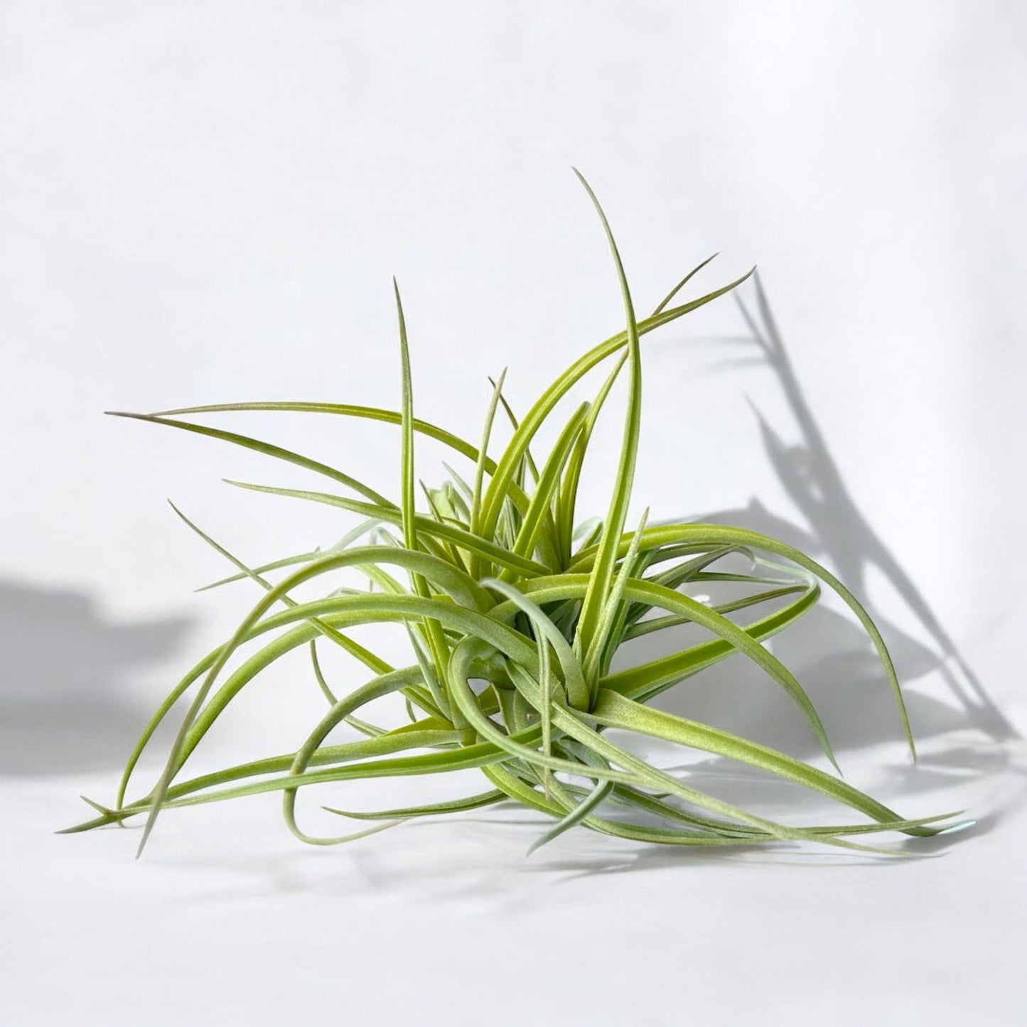 Tillandsia Peru Inca Gold (Clump) *Fragrant Bloom*