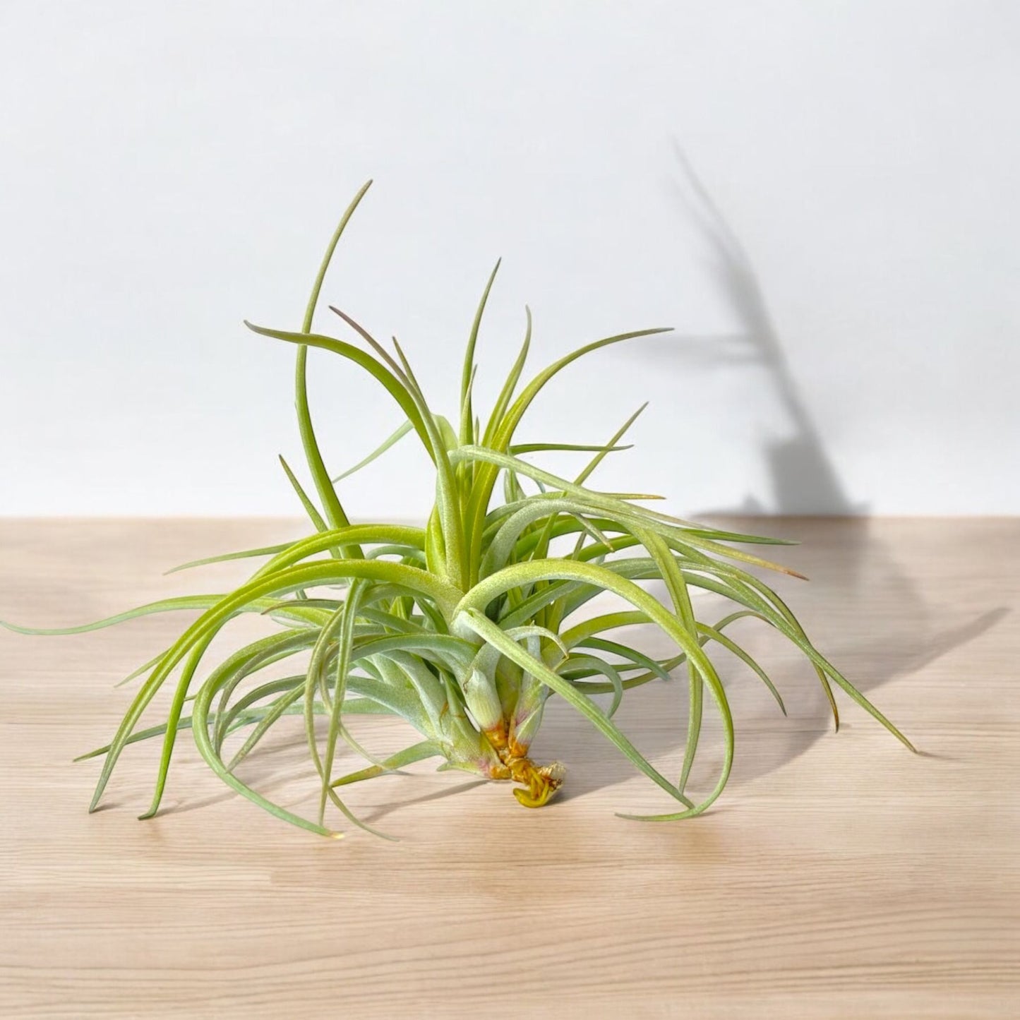Tillandsia Peru Inca Gold (Clump) *Fragrant Bloom*
