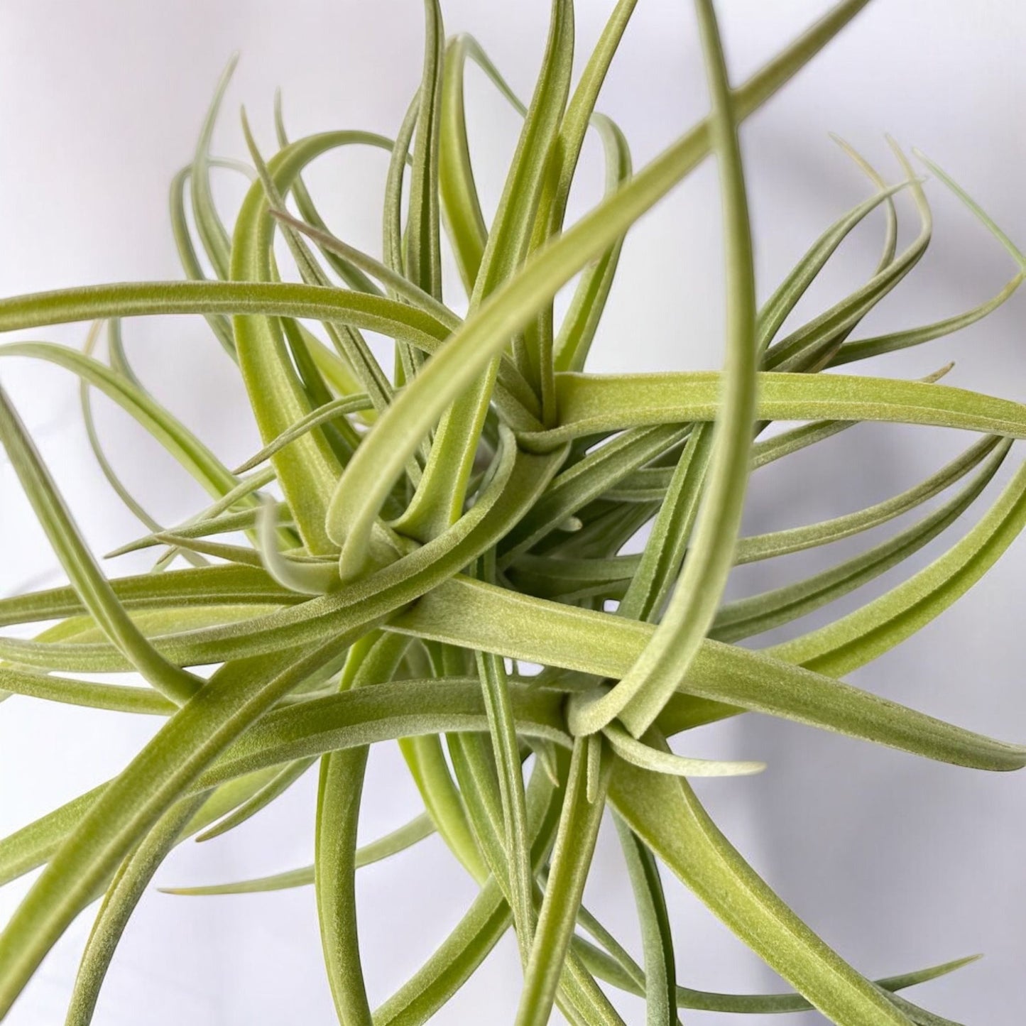 Tillandsia Peru Inca Gold (Clump) *Fragrant Bloom*