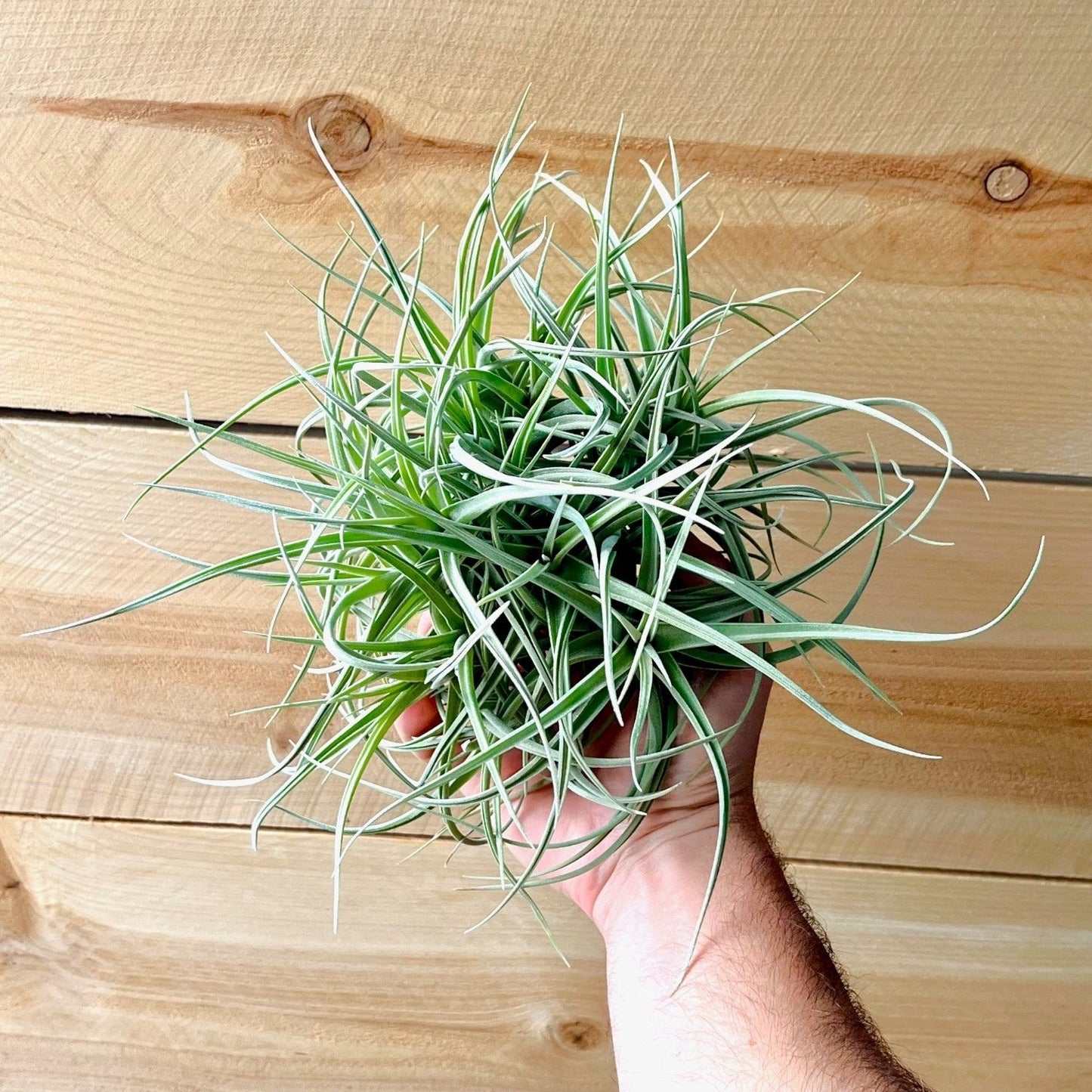 Tillandsia Peru Inca Gold (Clump) *Fragrant Bloom*