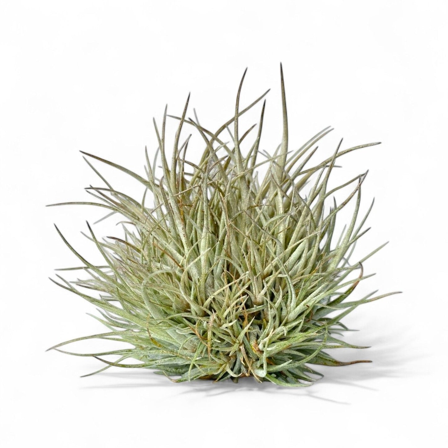 Tillandsia Pringlei (Clump)