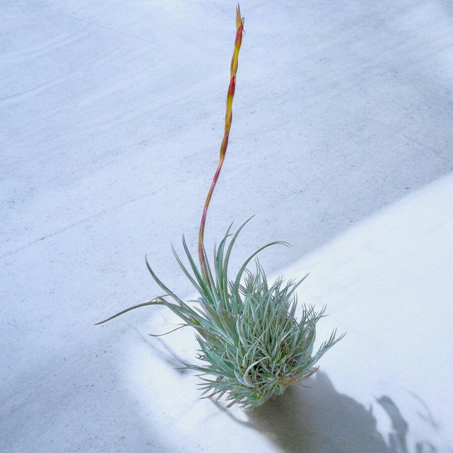 Tillandsia Pringlei (Clump)
