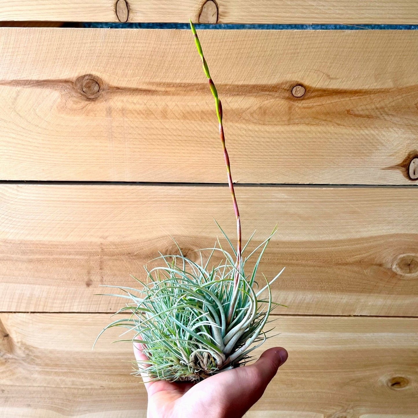 Tillandsia Pringlei (Clump)