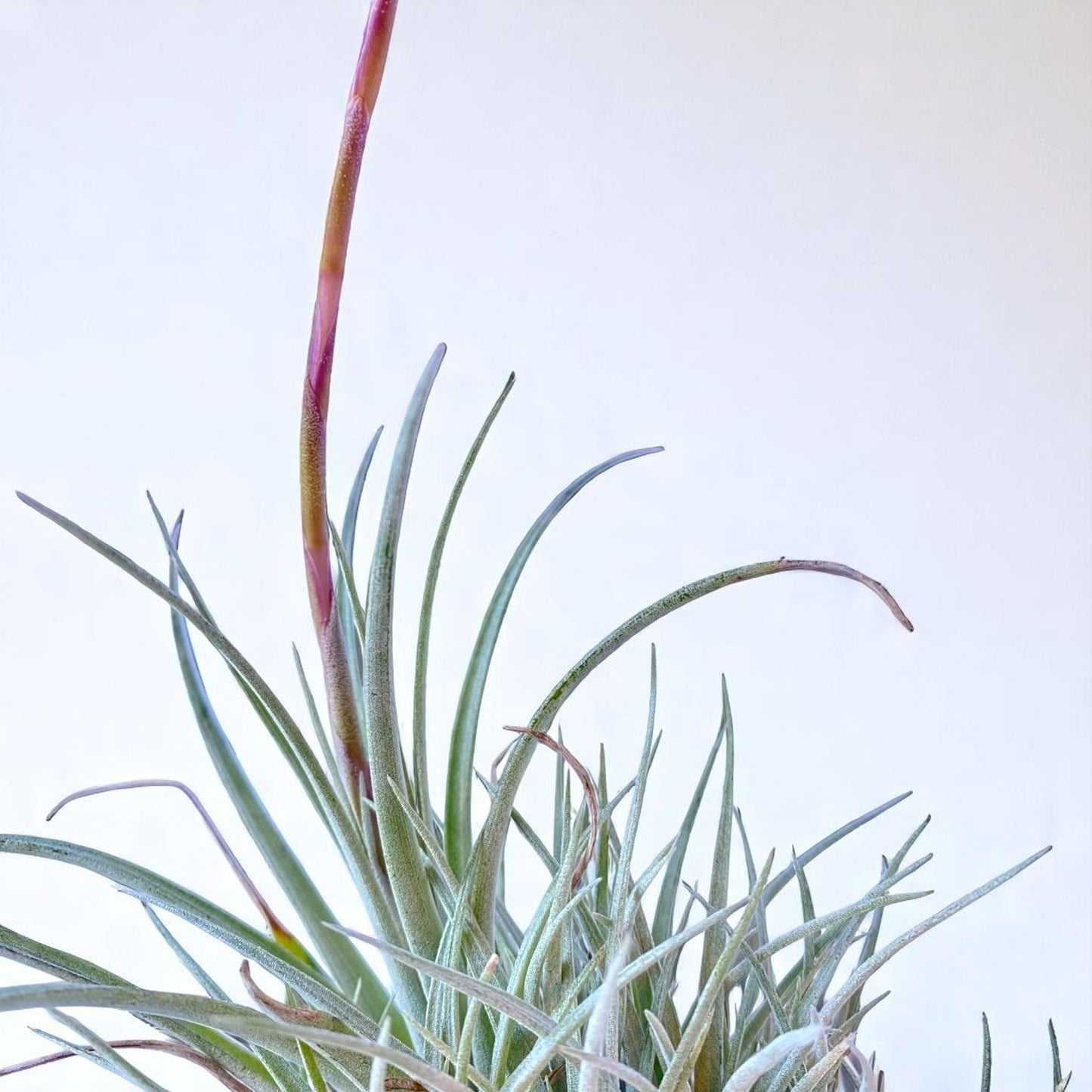 Tillandsia Pringlei (Clump)