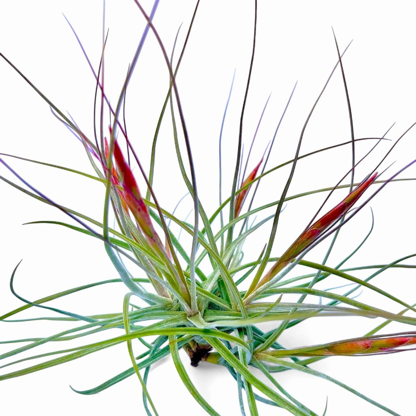 Tillandsia Schiedeana (Clump)