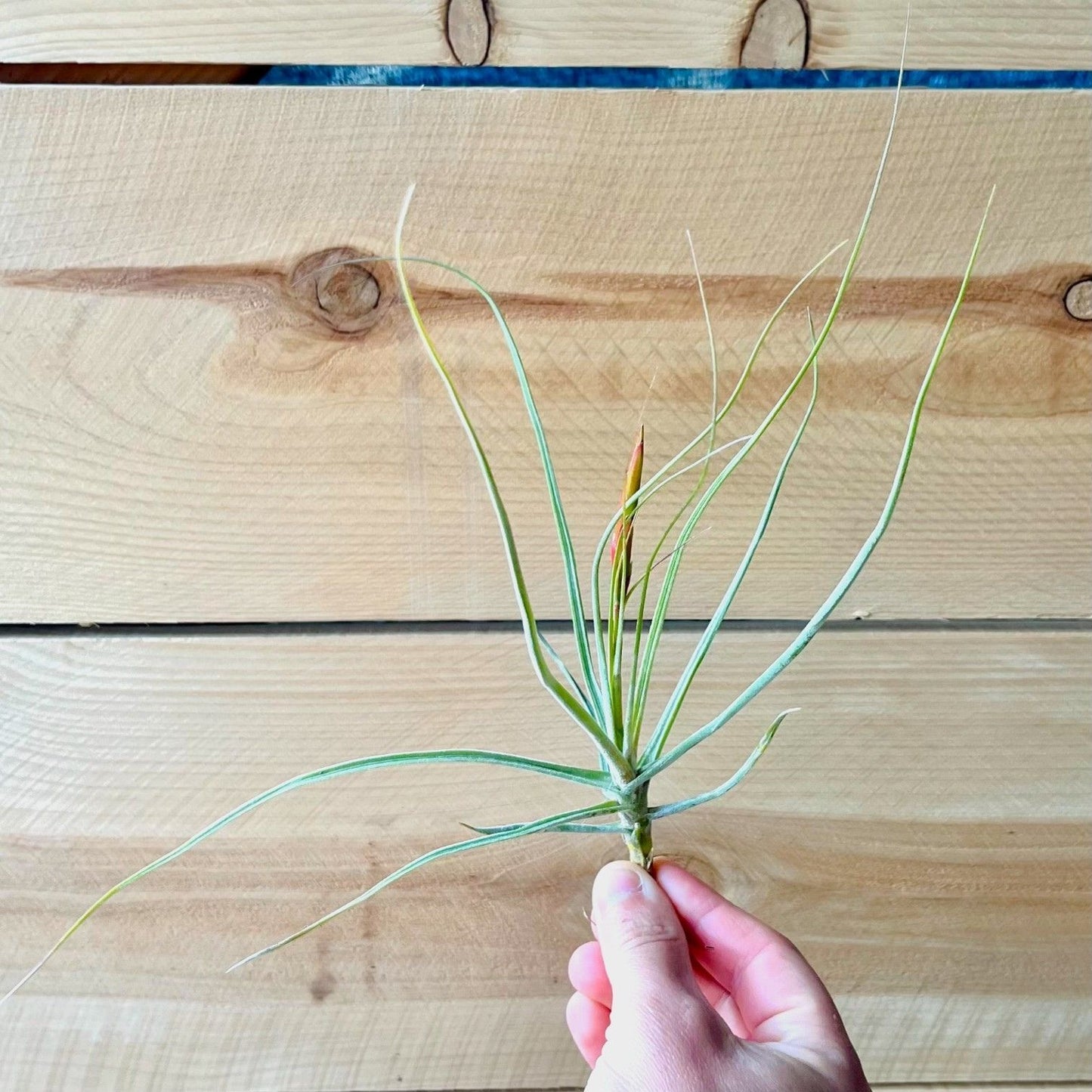 Tillandsia Schiedeana