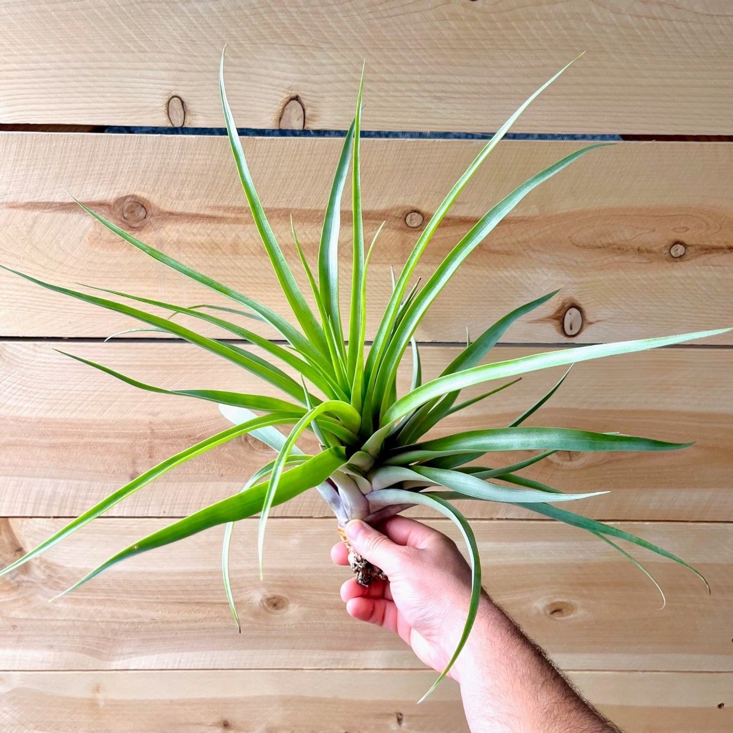 Tillandsia Secunda