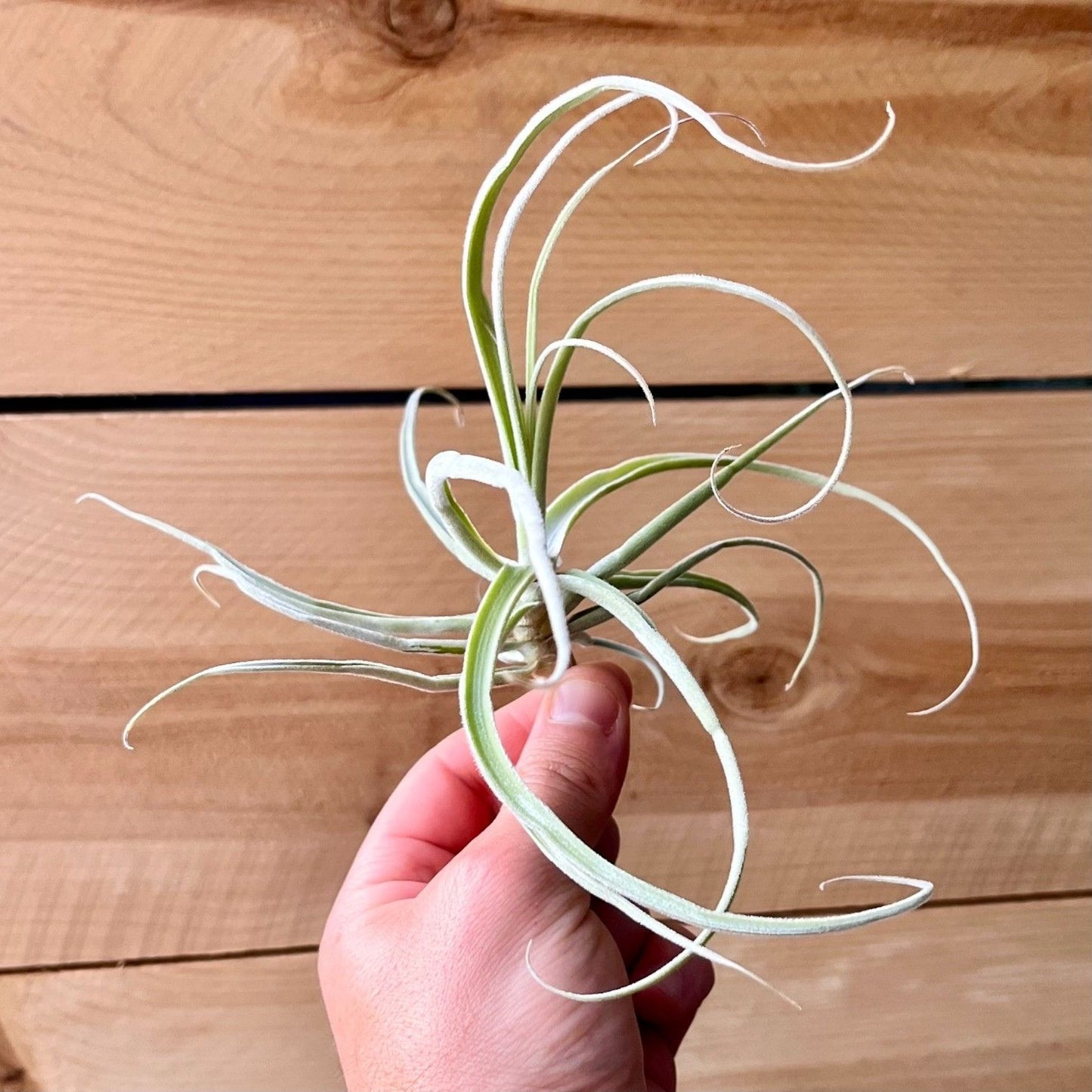 Tillandsia Streptocarpa Thick Leaf *Fragrant Bloom*