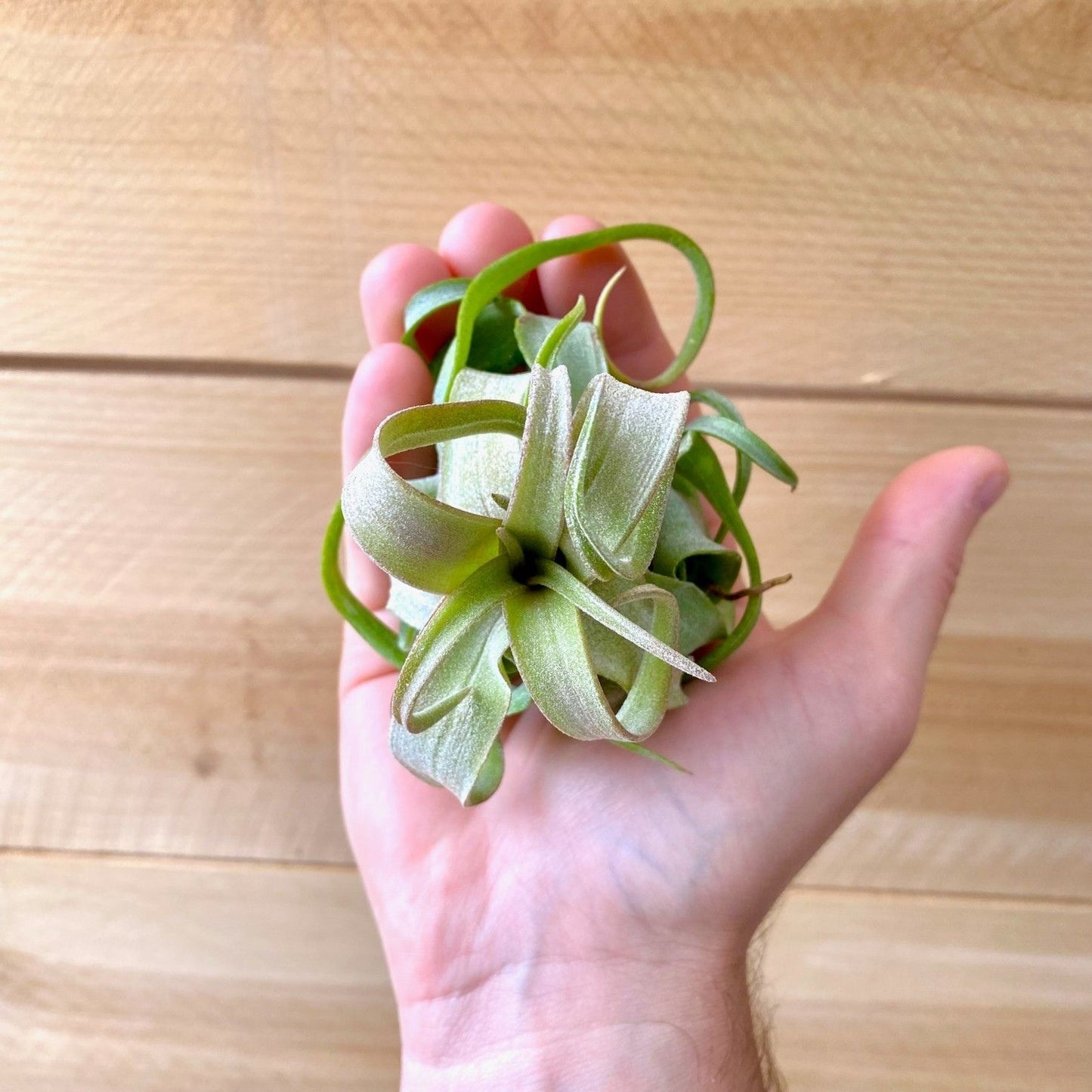 Tillandsia Streptophylla
