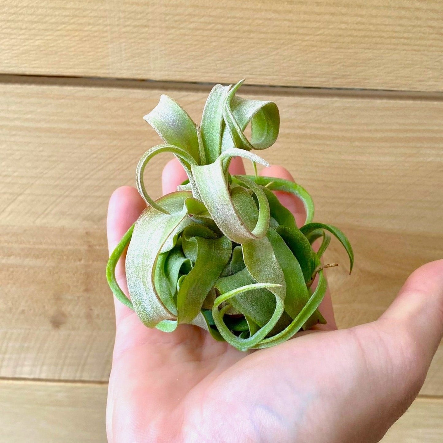 Tillandsia Streptophylla