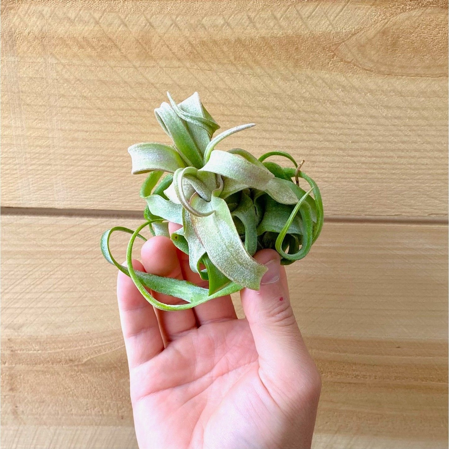 Tillandsia Streptophylla