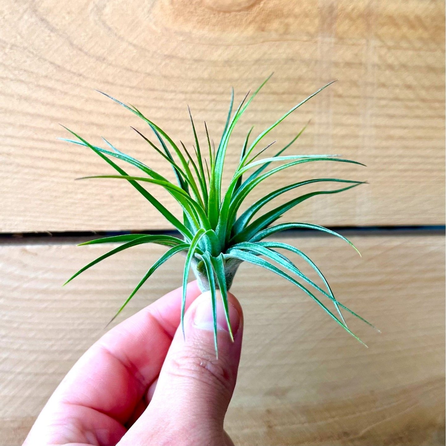 Tillandsia Stricta Compacta