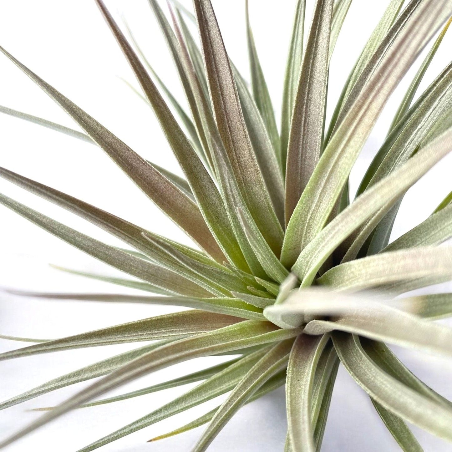 Tillandsia Stricta Purple Haze