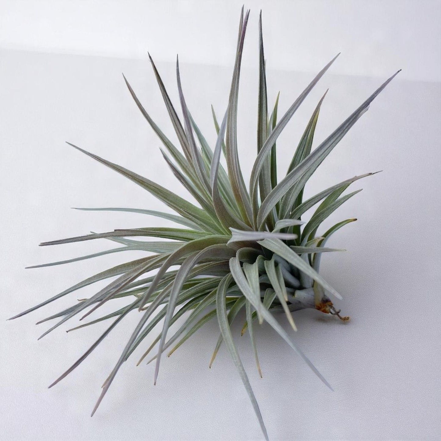 Tillandsia Stricta Purple Haze