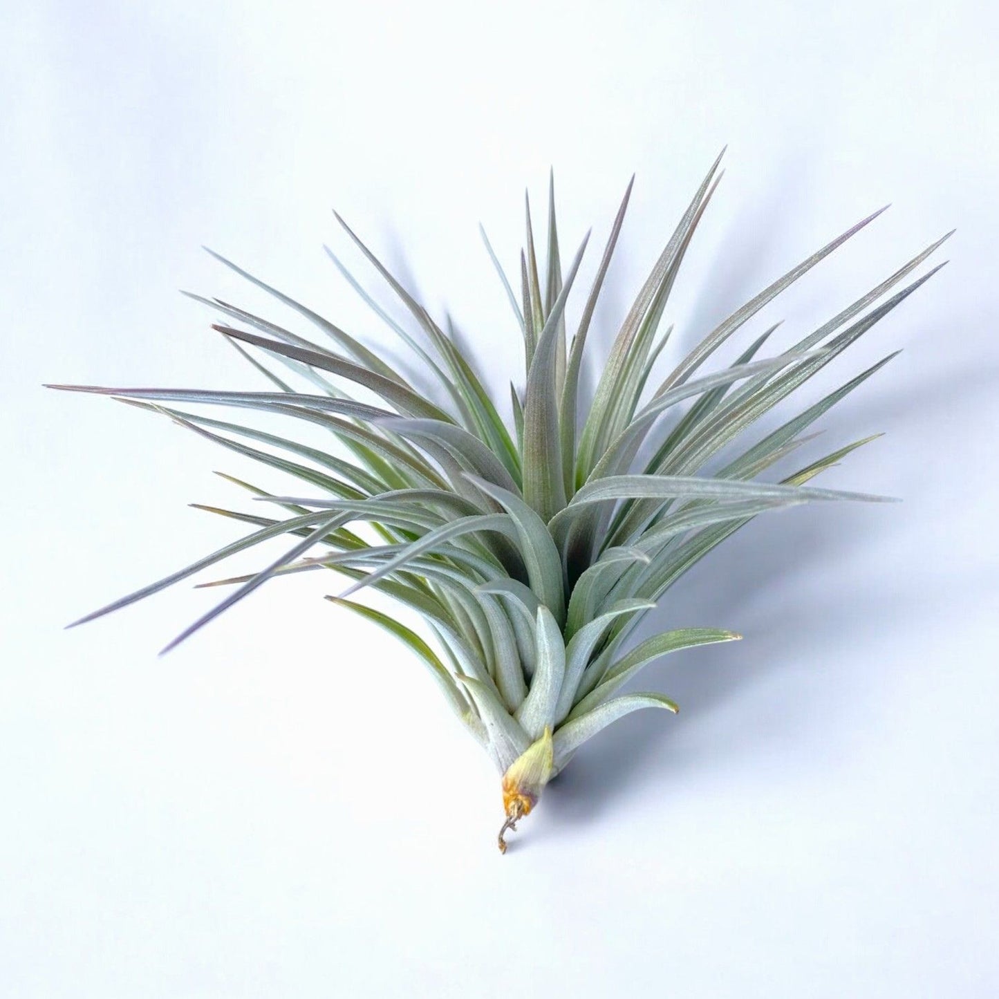 Tillandsia Stricta Purple Haze