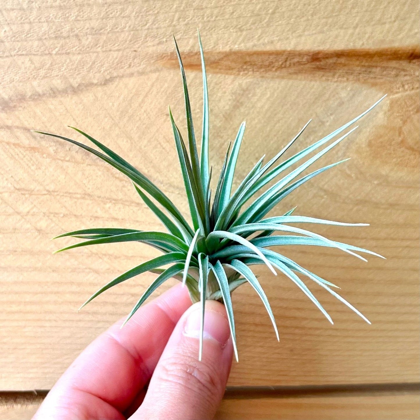 Tillandsia Stricta Purple Haze