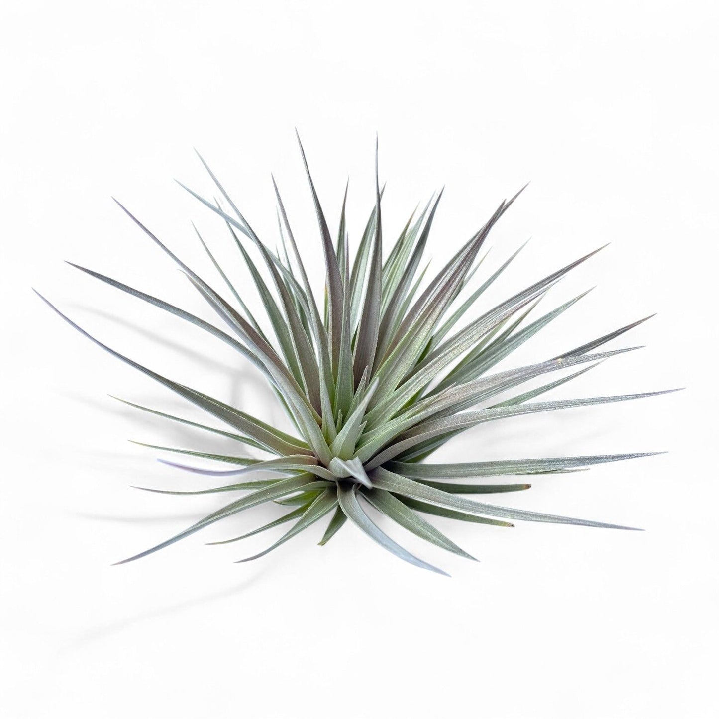 Tillandsia Stricta Purple Haze