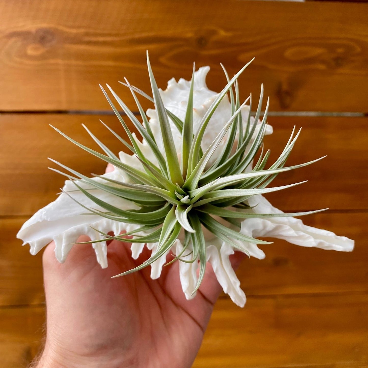 Large white ramosa murex shell tillandsia air plant display coastal decor