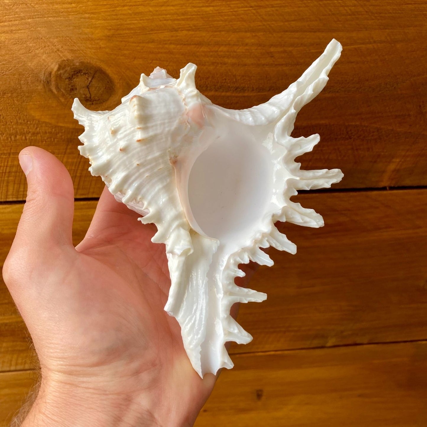 Large white ramosa murex shell tillandsia air plant display coastal decor