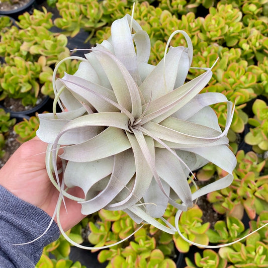 Tillandsia Xerographica Queen of Air Plants
