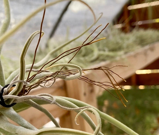 Air Plant Roots Explained: What They Do and How to Care for Them