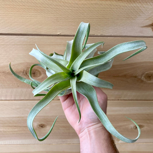 June Plant of the Month: Tillandsia Streptophylla
