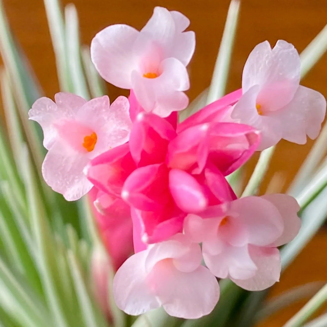 Close up of a pink and white Air Plant Flower