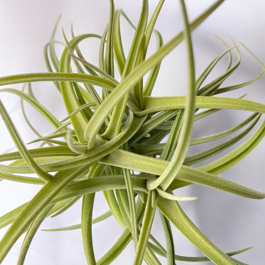 May Plant of the Month: Tillandsia Peru Inca Gold