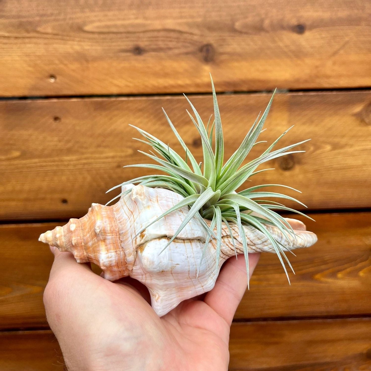Seashell Air Plant Displays