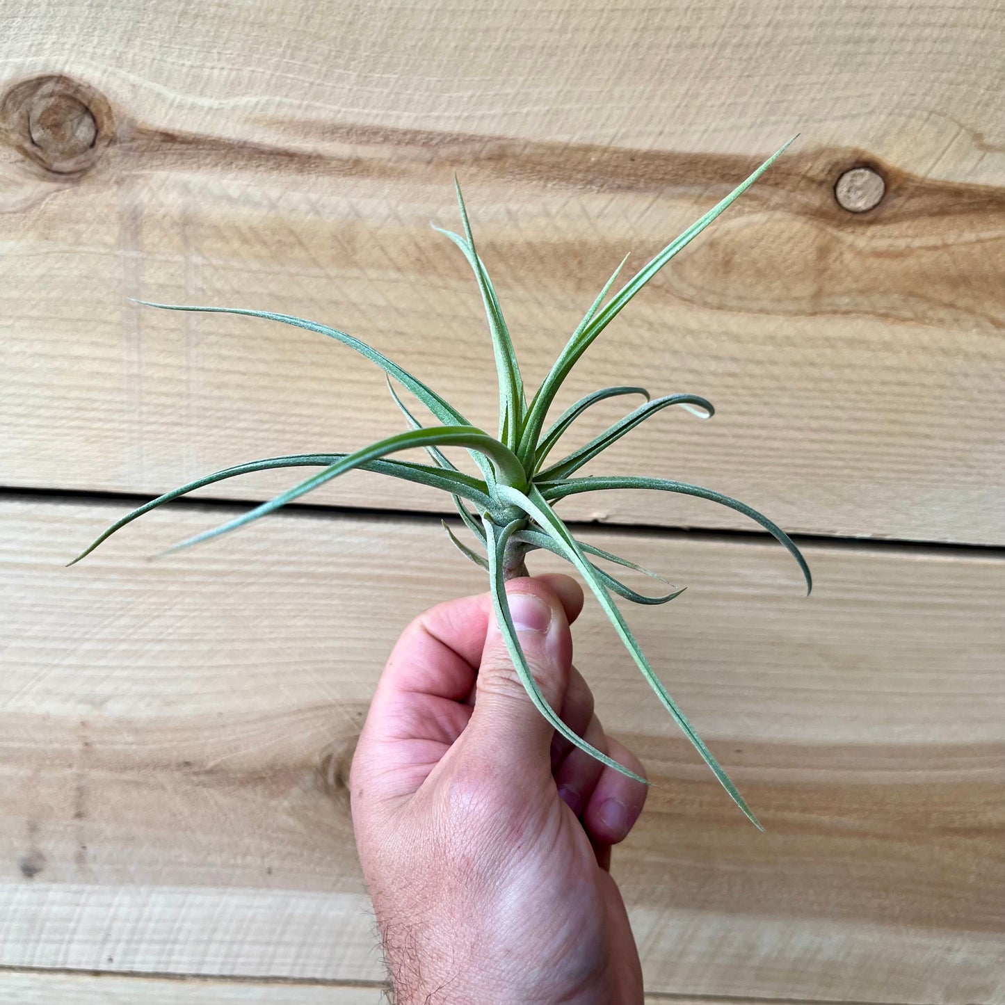 Tillandsia Peru Inca Gold *Fragrant Bloom*