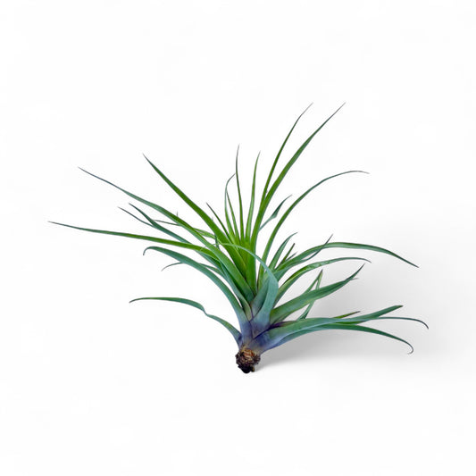 Tillandsia Secunda