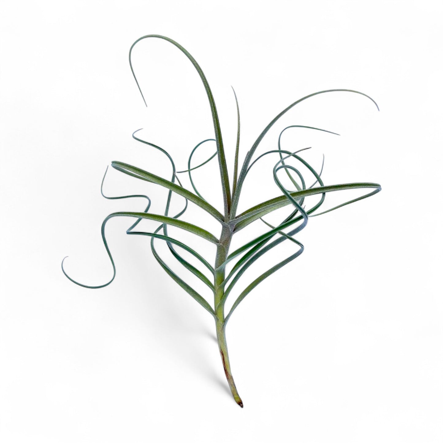Tillandsia ‘Wonga’ (Mallemontii x Duratii) *Fragrant Bloom*