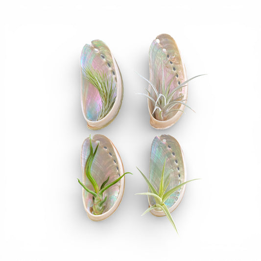 Four air plant magnets made from abalone shell on a white background