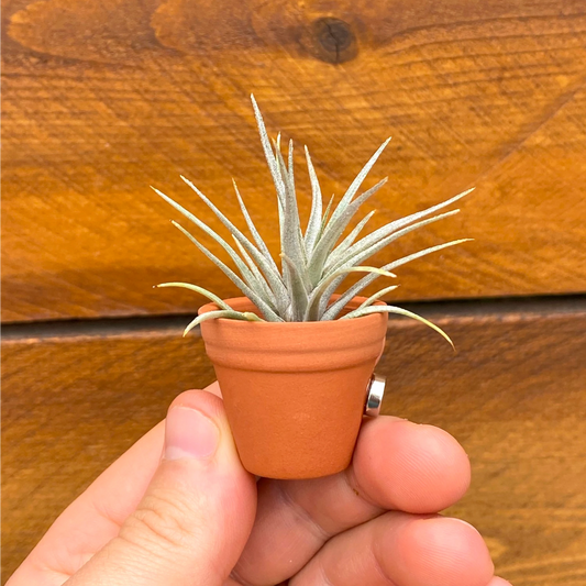Air Plant Magnet - Mini Terracotta Pot
