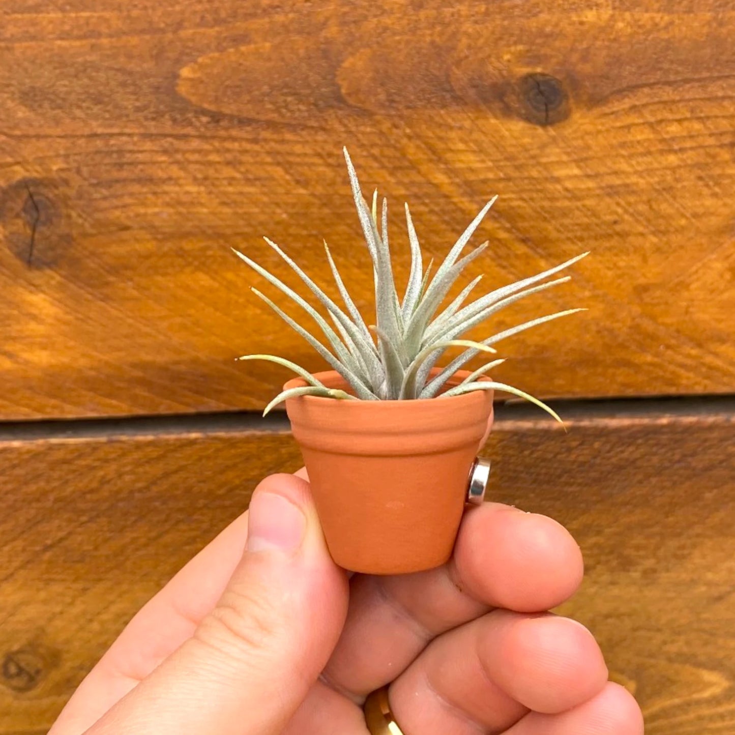 Air Plant Magnet - Mini Terracotta Pot