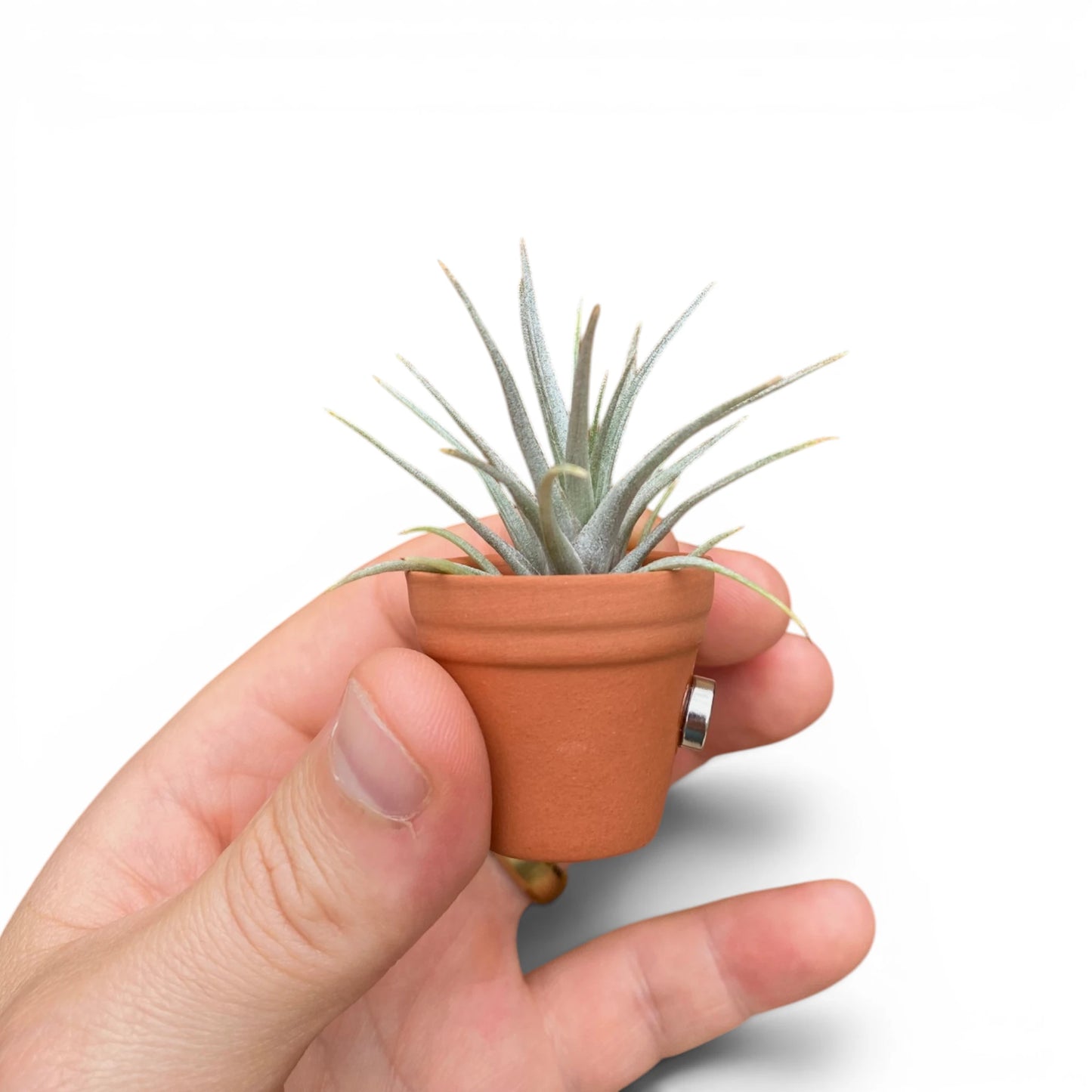 Air Plant Magnet - Mini Terracotta Pot